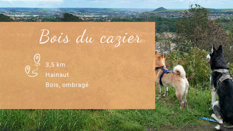 Balade au Bois du Cazier : un sentier de 3,5 km avec vue panoramique sur Charleroi