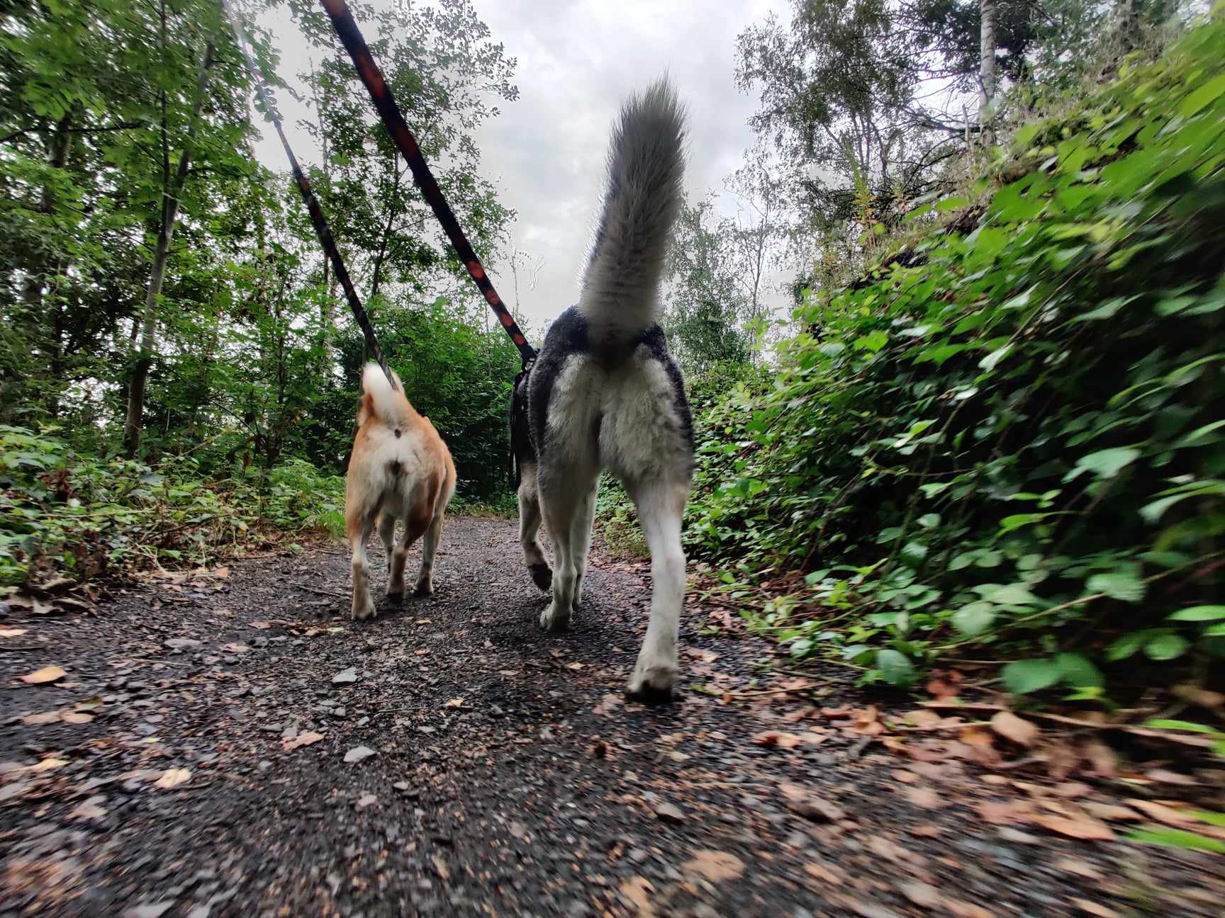 Pourquoi il est essentiel de varier les balades avec son chien ?