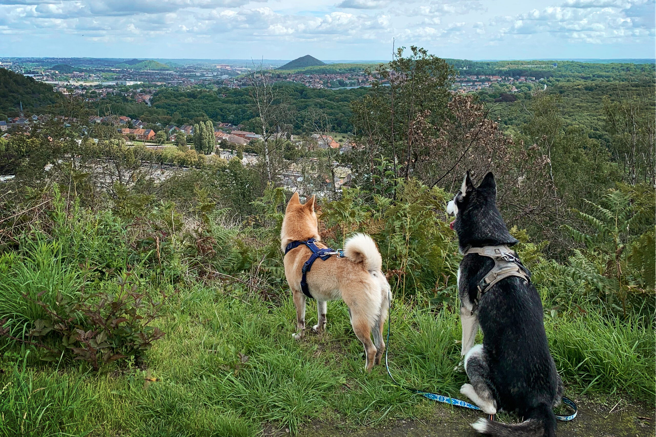 Balade au Bois du Cazier : un sentier de 3,5 km avec vue panoramique sur Charleroi