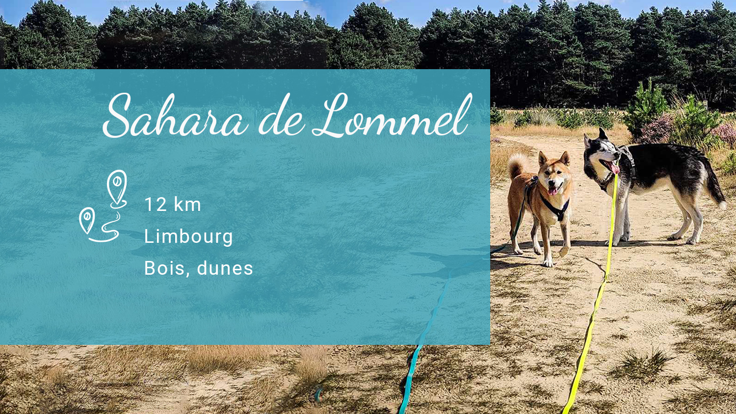 Sahara de Lommel : Une balade à travers bois et dunes