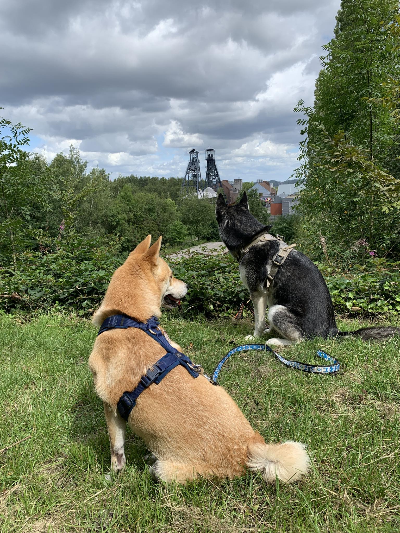 Balade chien Bois du Cazier
