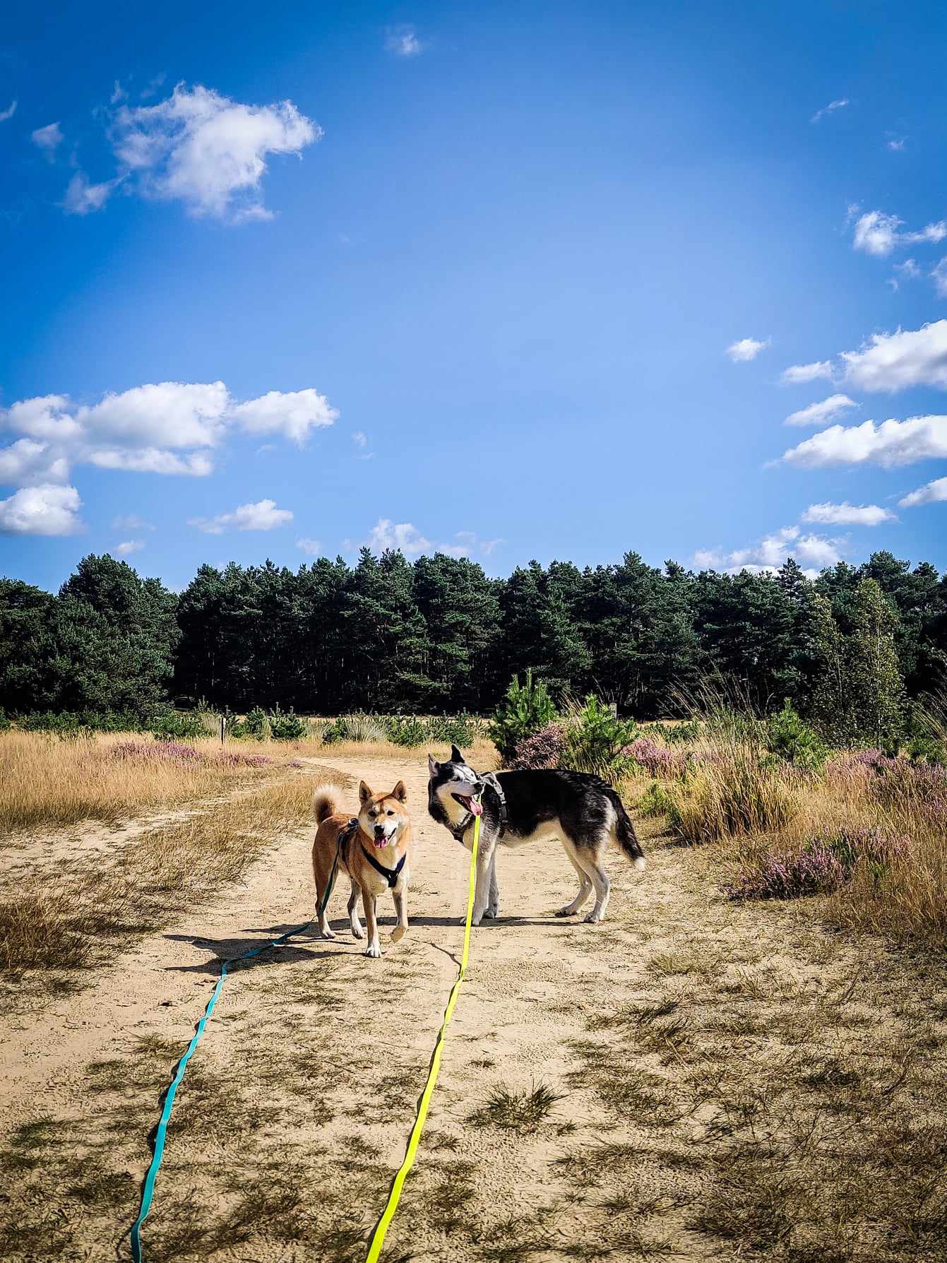 Sahara de Lommel : Une balade à travers bois et dunes