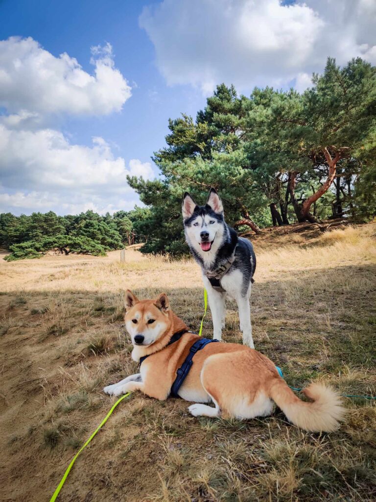 Sansa et Shira au Sahara de Lommel