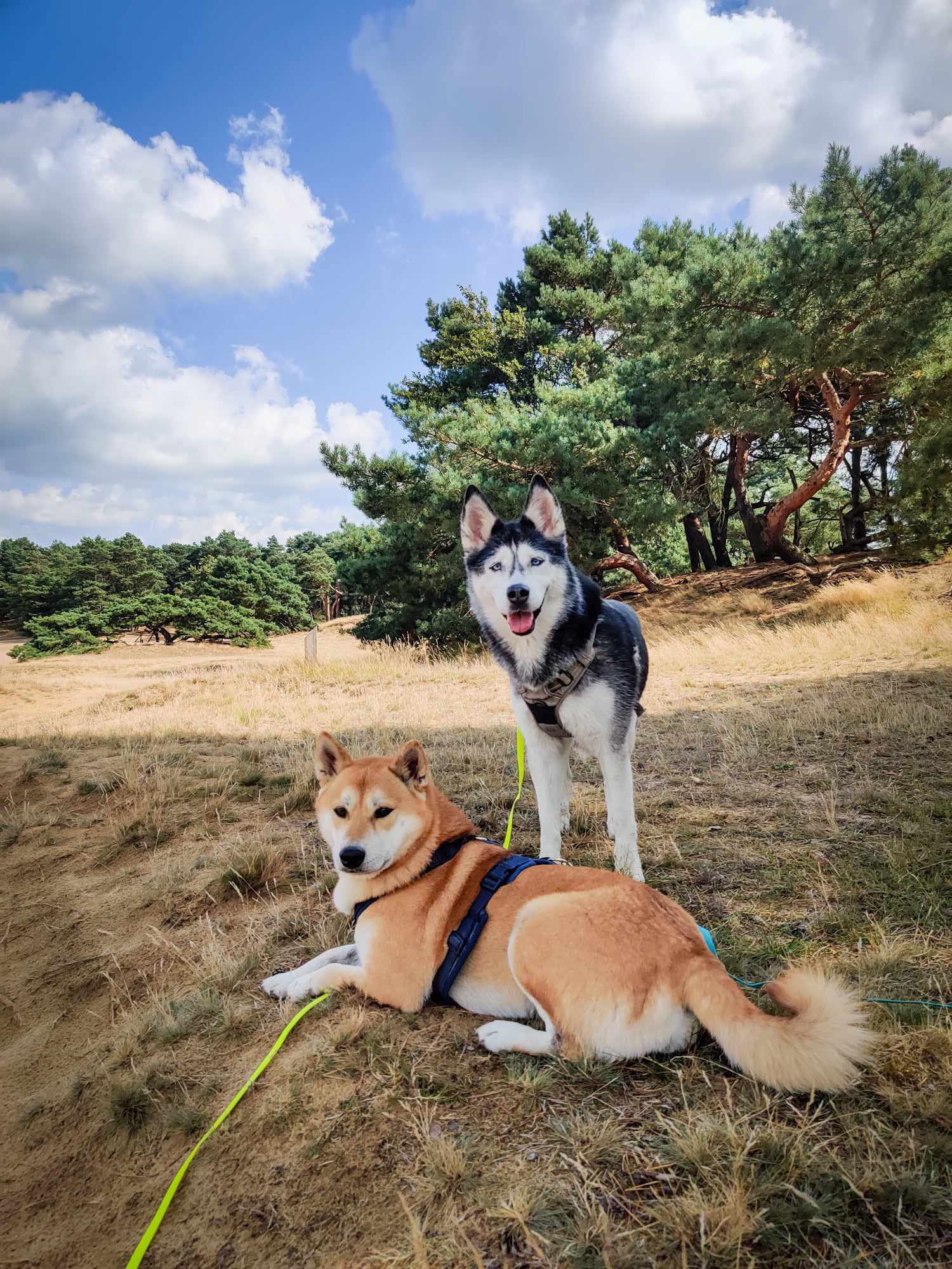 Balade chien Bois du Cazier