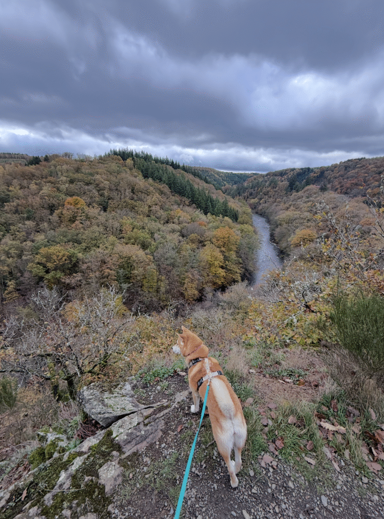 Le hérou : promenade canine