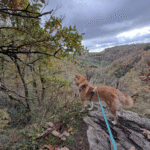 Le hérou : promenade canine