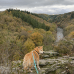 Le hérou : promenade canine