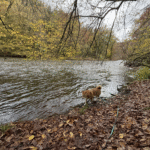 Le hérou : promenade canine