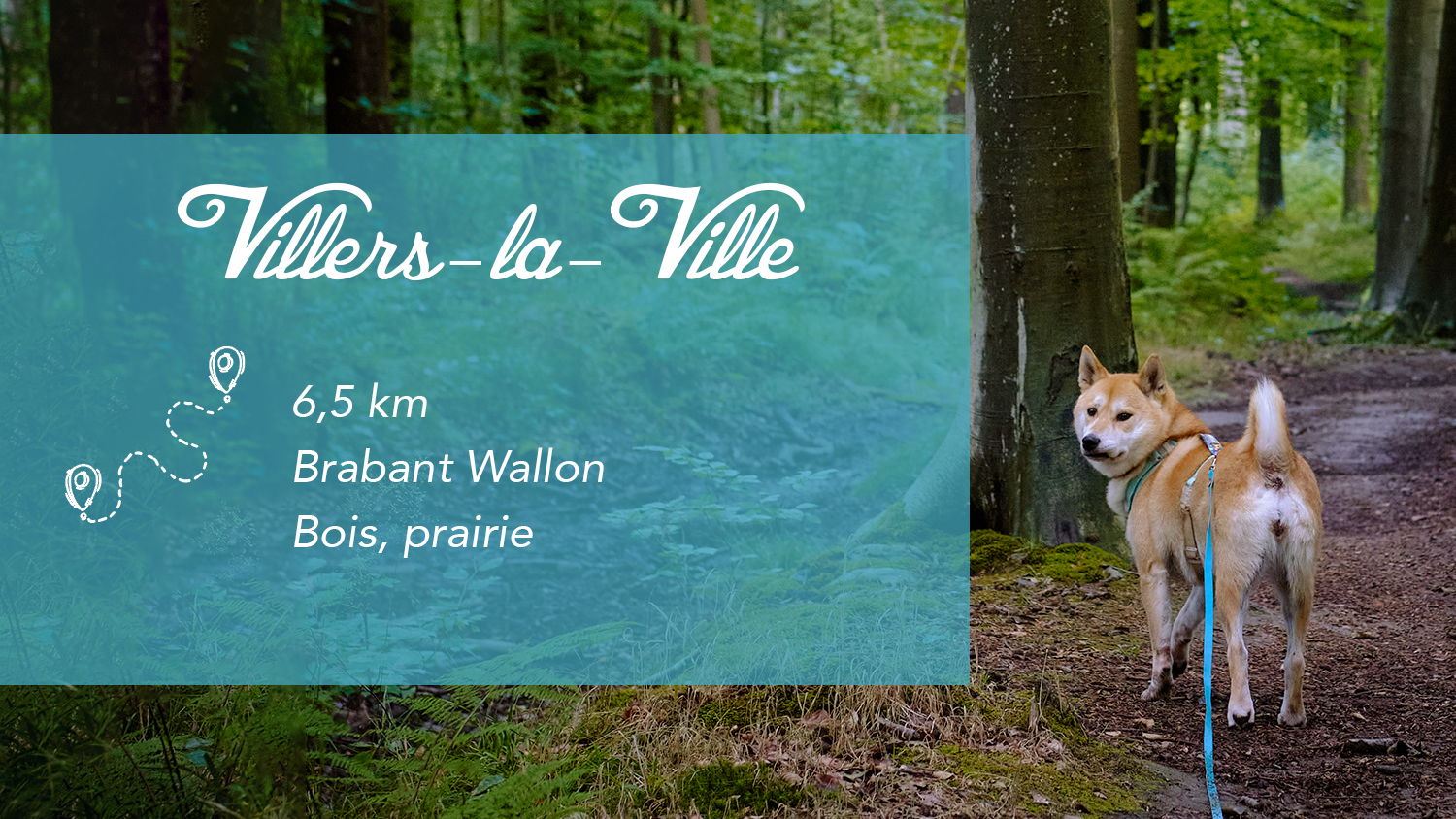 Balade à Villers-la-Ville : entre forêts paisibles, prairies vivantes et aventure légère