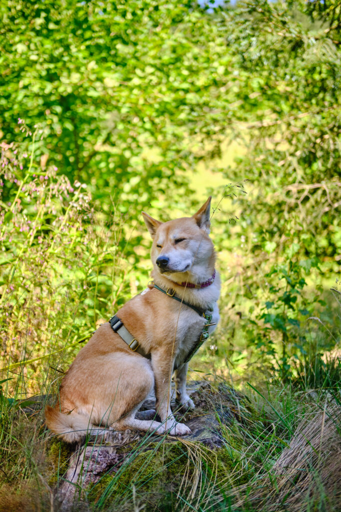 Vosges avec un chien 102