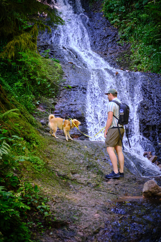 Vosges avec un chien 111