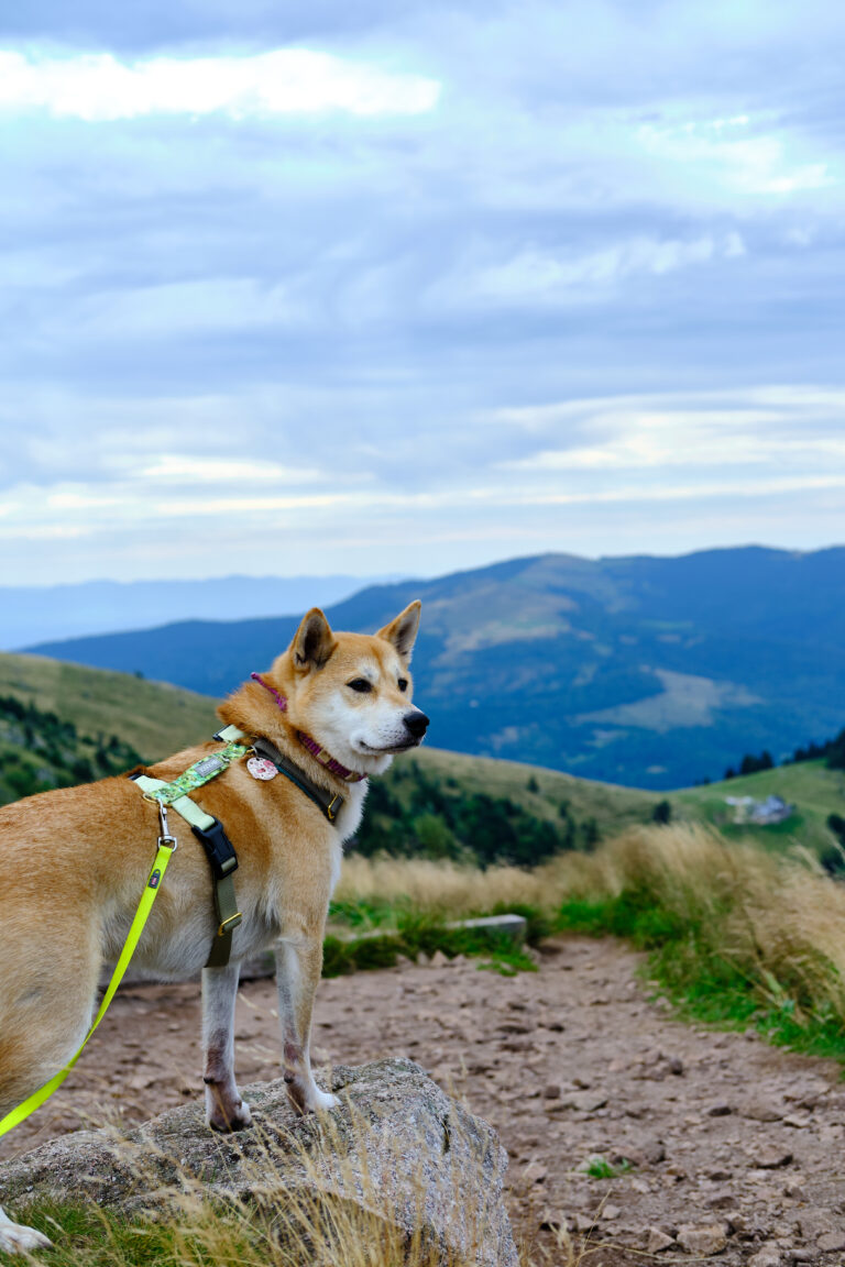 5 jours dans les Vosges avec un chien – Pour moins de 300 €