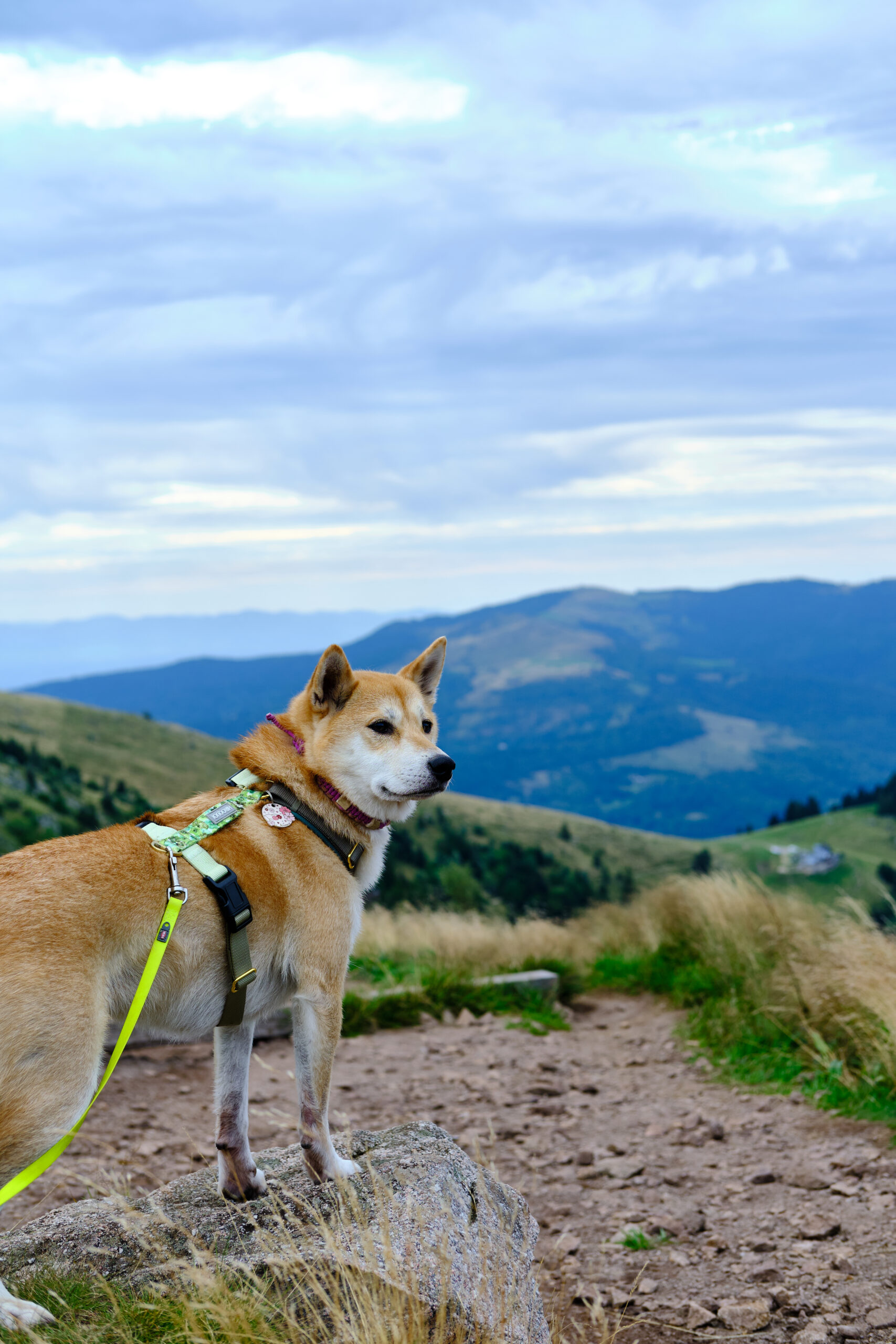5 jours dans les Vosges avec un chien – Pour moins de 300 €