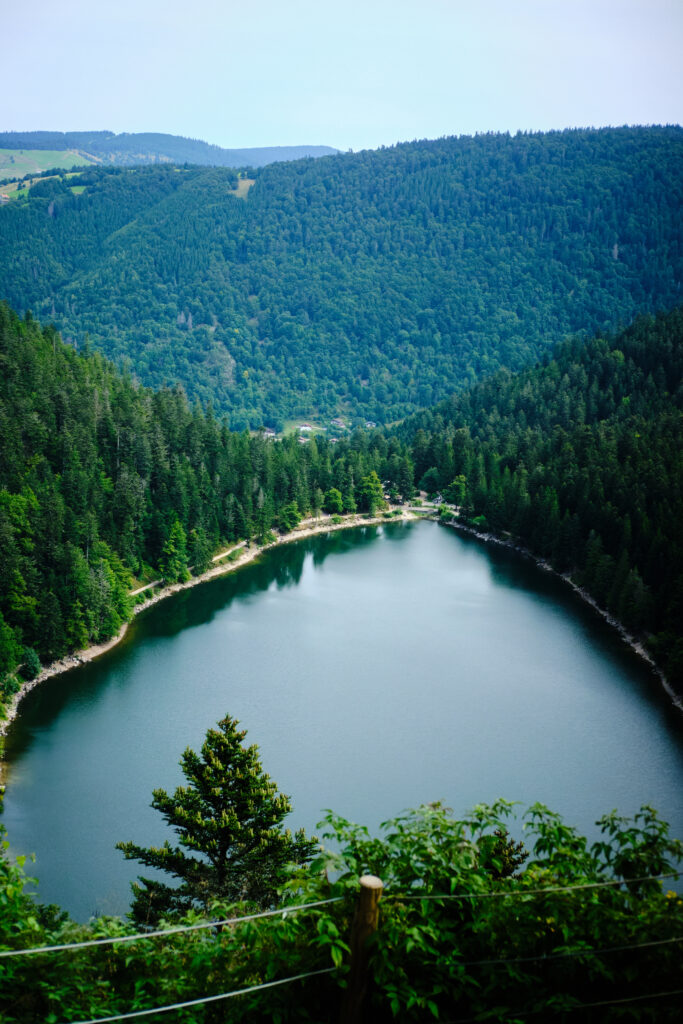 Vosges avec un chien 76