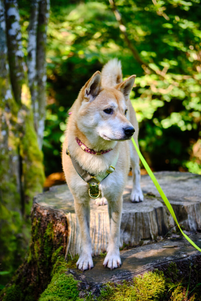 Vosges avec un chien 96