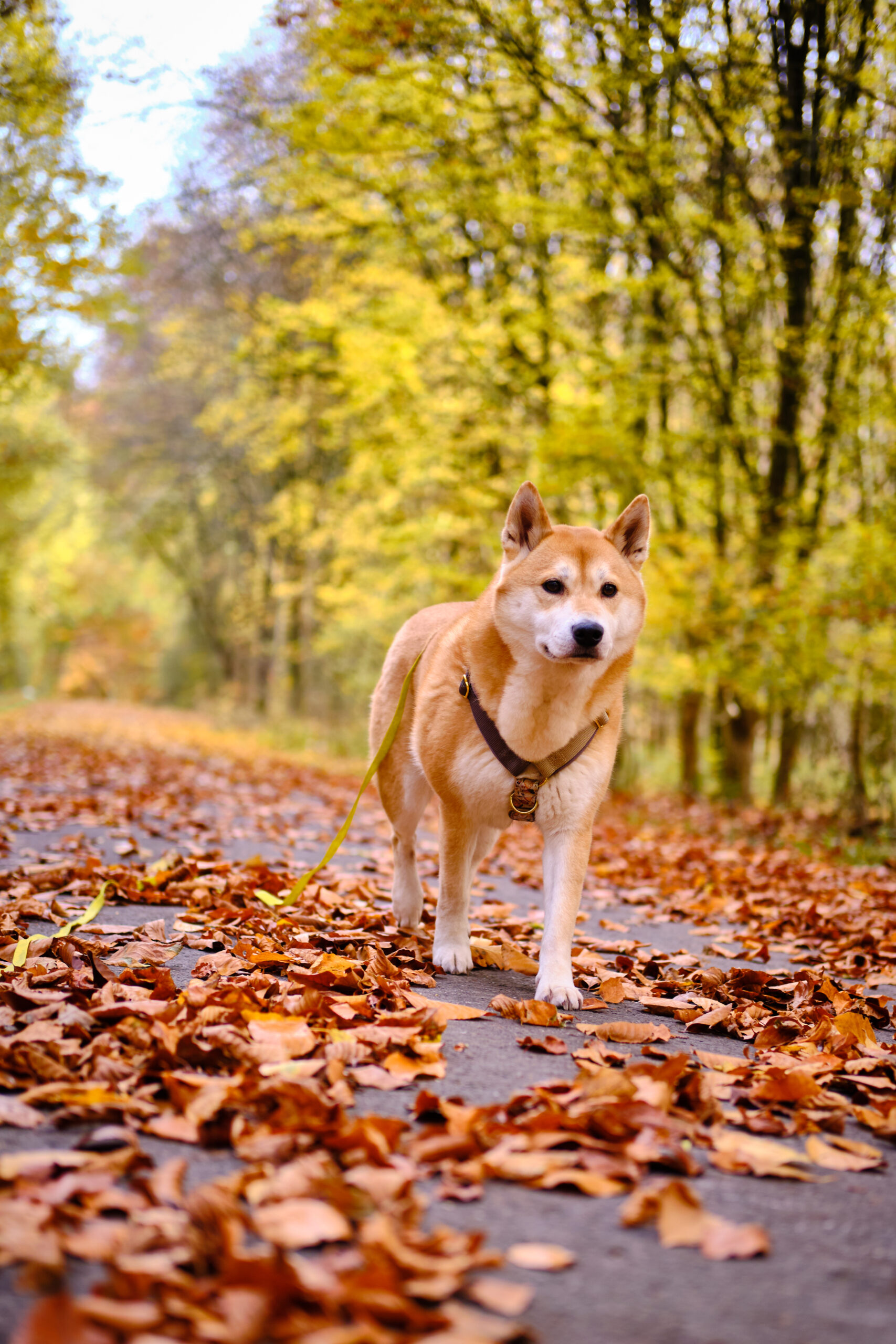 Balade chien Bois du Cazier