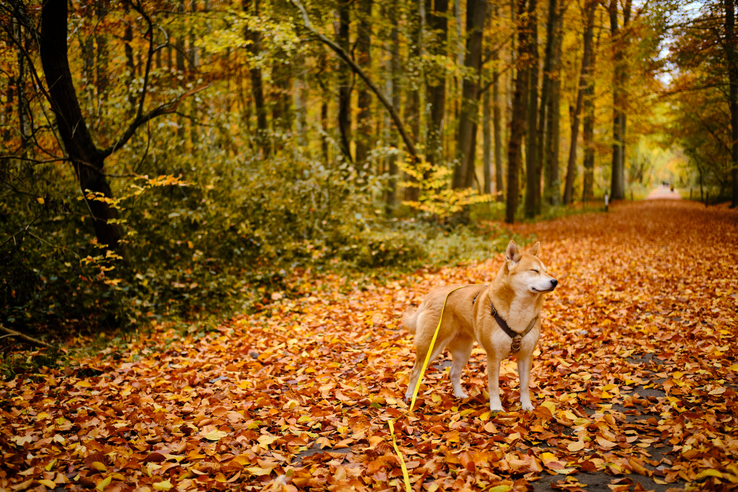 Balade automnale en forêt de Soignes avec Shira : 5.5km de couleurs et d&rsquo;histoire