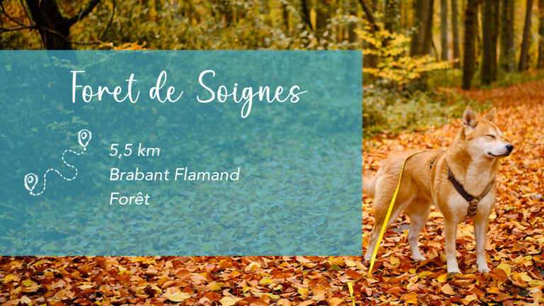 Balade à la forêt de soignes