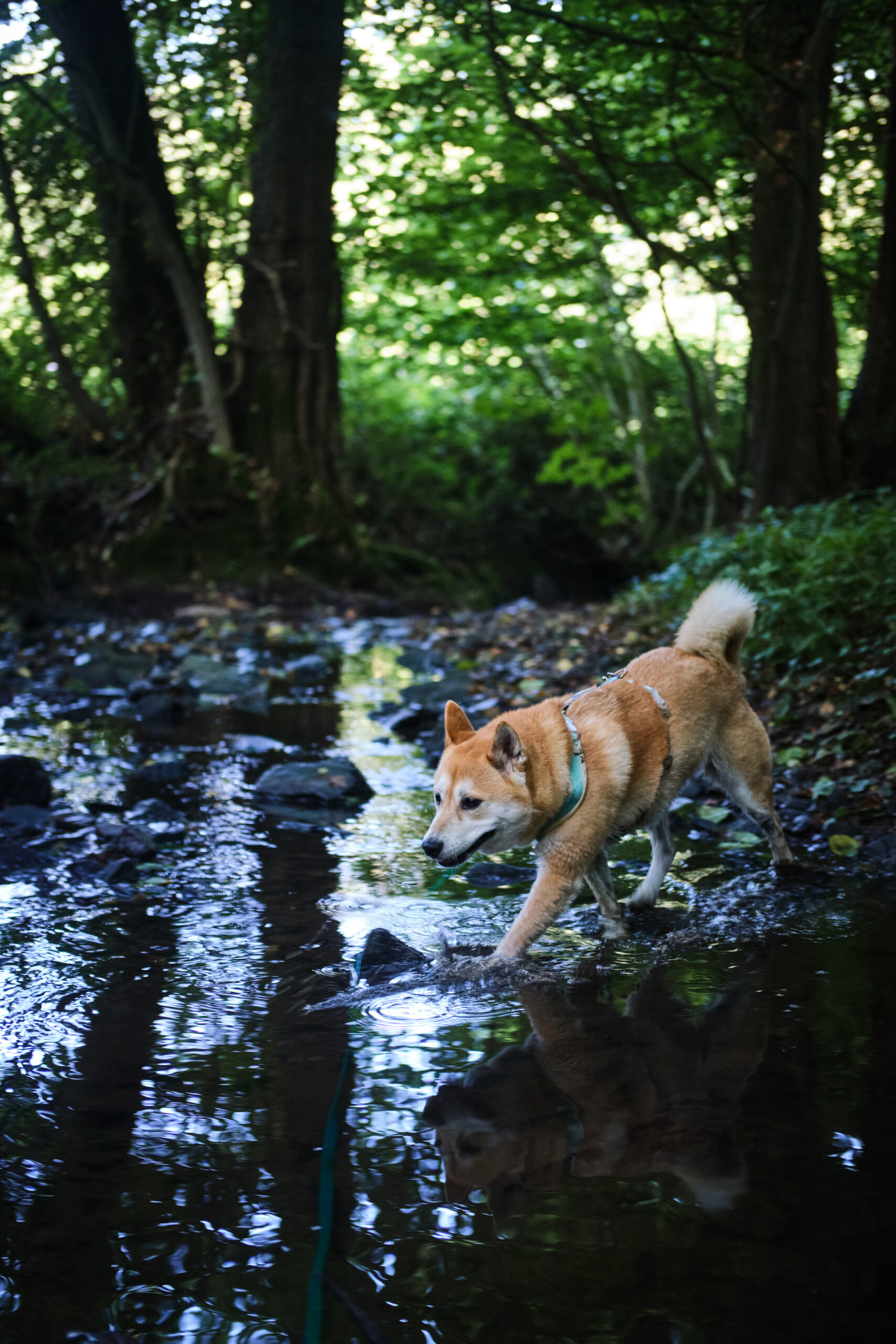 Balade chien Bois du Cazier