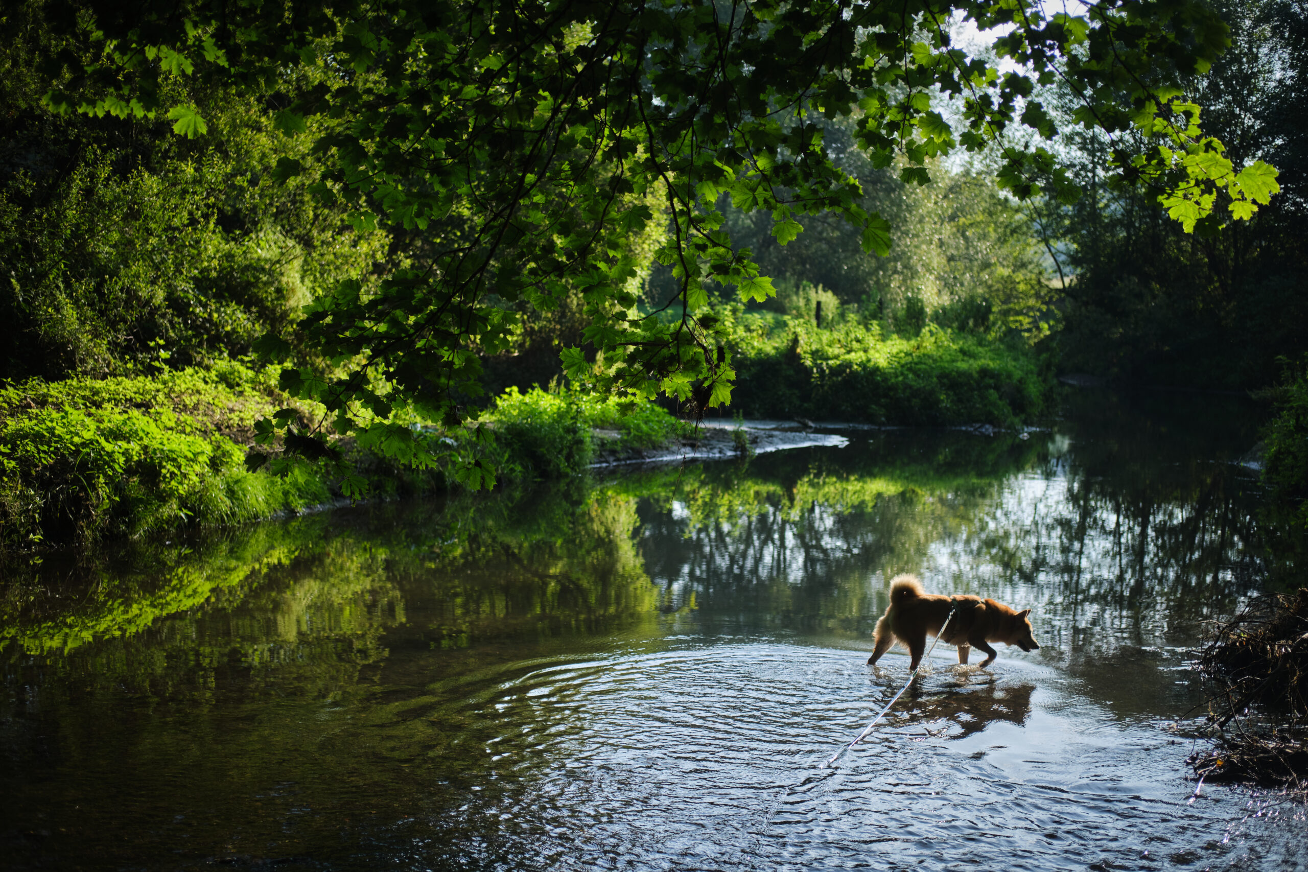 5 balades ombragées, avec point d&rsquo;eau. À moins de 30 min de Charleroi