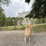 Promenade canine à Dinant