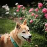 Balade canine au parc d'Enghien