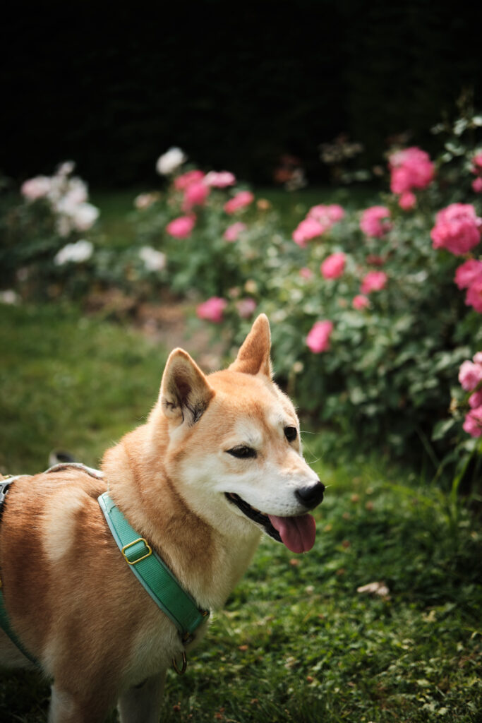 Balade canine au parc d'Enghien