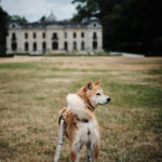 Chateau au parc d'Enghien avec chien