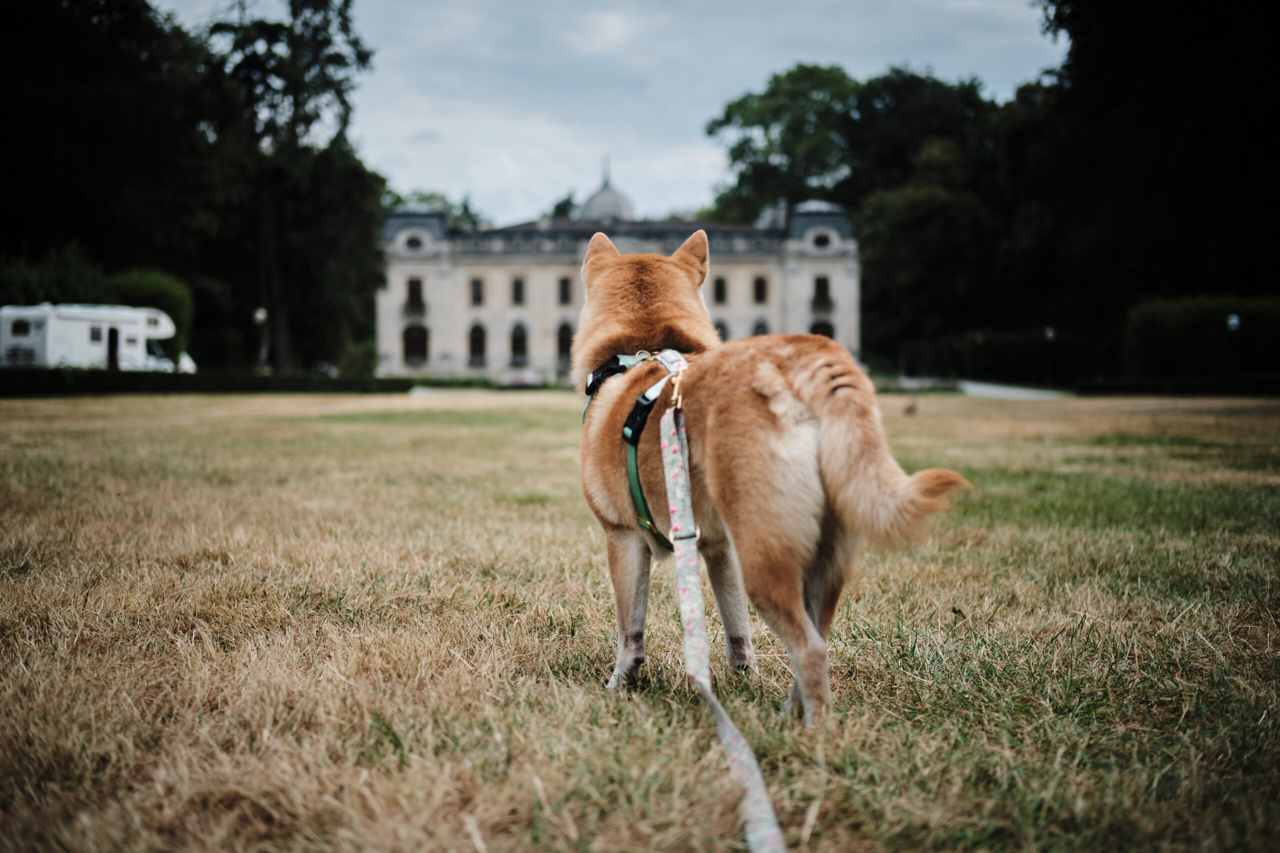 Balade chien parc d&rsquo;Enghien : un jardin classé au cœur de la ville