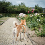 Balade canine au parc d'Enghien