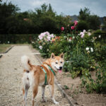 Balade canine au parc d'Enghien