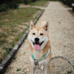 Balade canine au parc d'Enghien