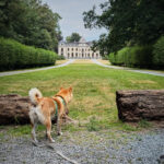Balade canine au parc d'Enghien