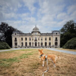 Balade canine au parc d'Enghien