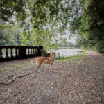 Balade canine au parc d'Enghien