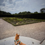 Balade canine au parc d'Enghien