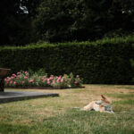 Balade canine au parc d'Enghien