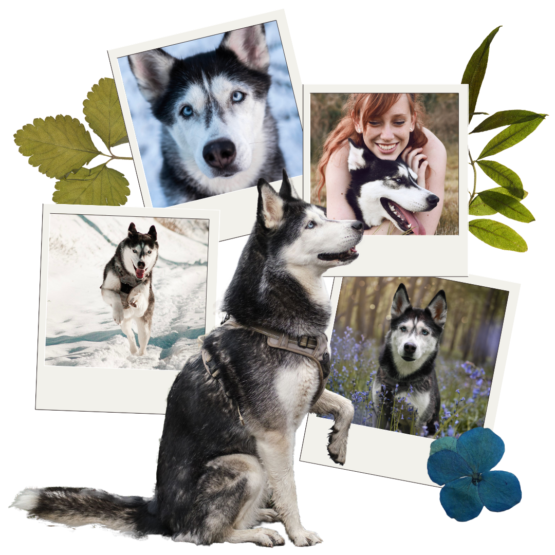 Sansa