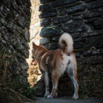 château d’Herbeumont avec ton chien