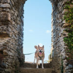 château d’Herbeumont avec ton chien