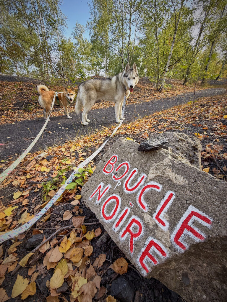 Boucle noire avec un chien Charleroi