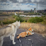 Terrils Charleroi : balade chien