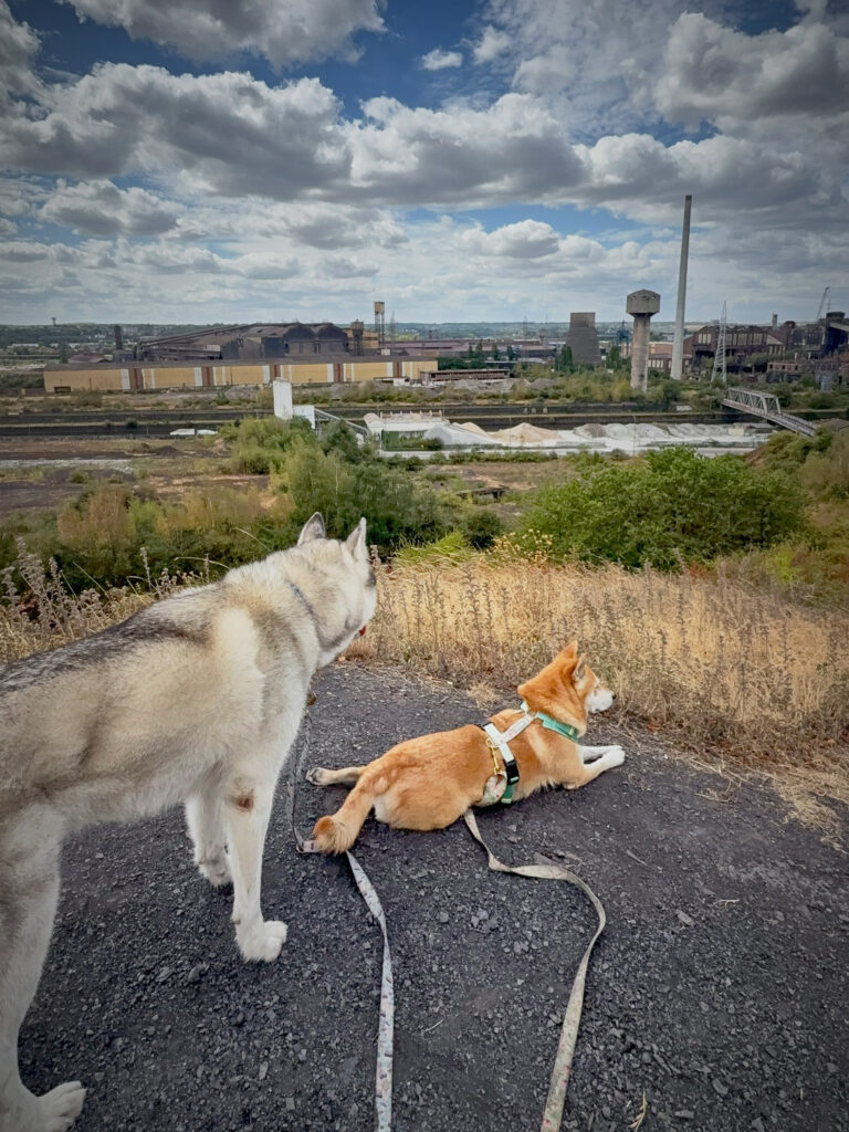Terrils Charleroi : balade chien
