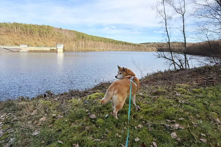 Barrage du Ry de Rome, Couvin avec son chien