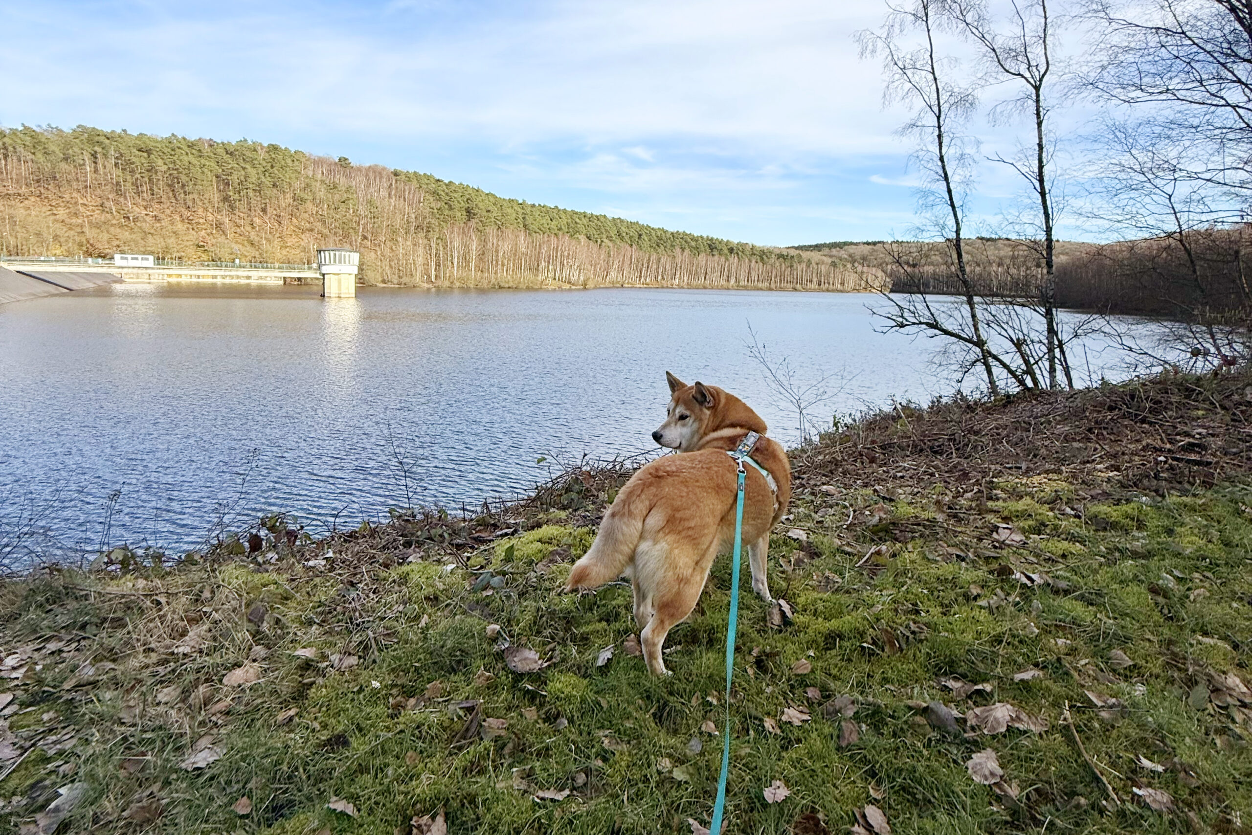 Barrage du Ry de Rome avec son chien : balade facile de 5 km à Couvin
