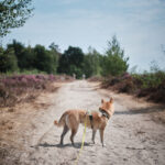 averbode bos en heide balade avec chien