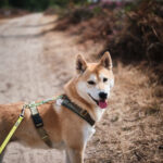 averbode bos en heide balade avec chien