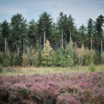 averbode bos en heide balade avec chien