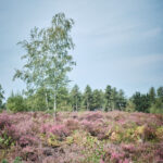 averbode bos en heide balade avec chien
