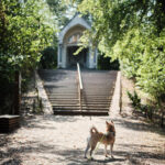 averbode bos en heide balade avec chien
